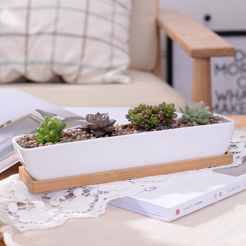 Long Rectangle White Ceramic S - Bonsai Tree Zen Garden 评论和价格