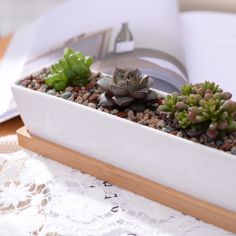 Long Rectangle White Ceramic S - Bonsai Tree Zen Garden 评论和价格