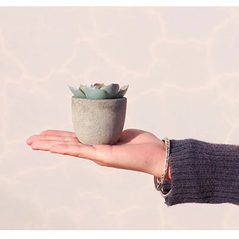 Mini Artificial Aloe Plants Bo - Bonsai Garden Sushi 评论和价格