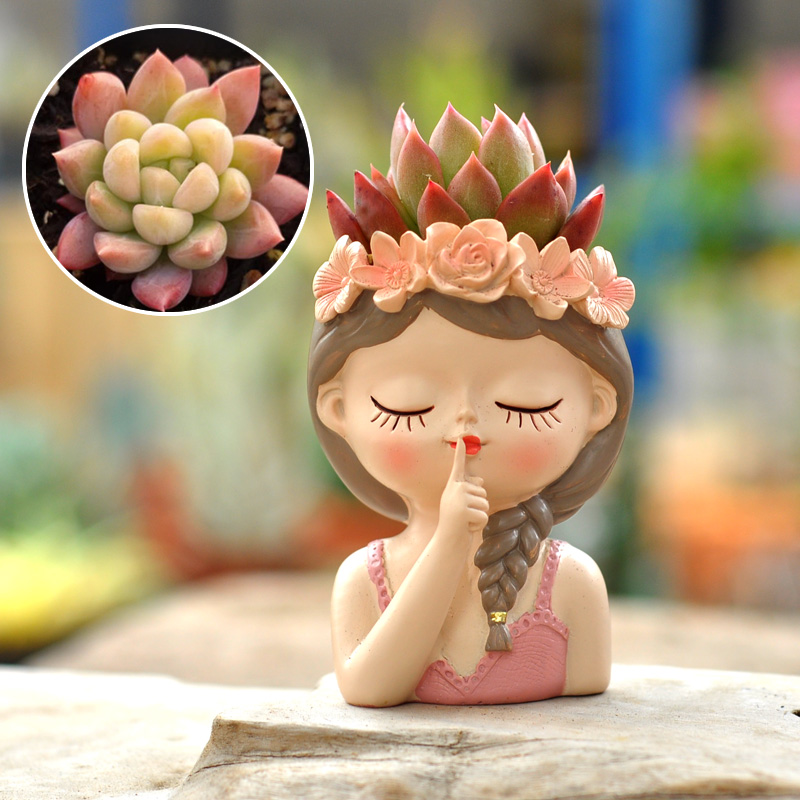 Fairy Succulent Flowerpot Desk - Bonsai Tree Zen Garden 评论和价格