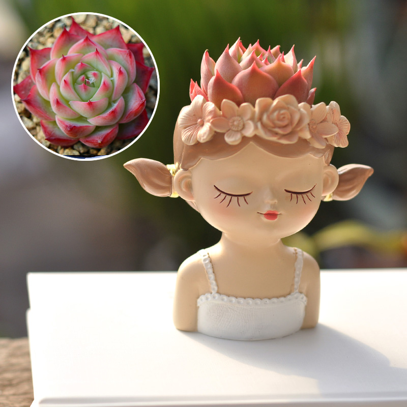 Fairy Succulent Flowerpot Desk - Bonsai Tree Zen Garden 评论和价格